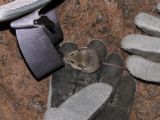 Day 2 - Ape Cave - cave mouse close up Day 2 - Ape Cave - cave mouse close up